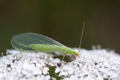 Chrysopa sp