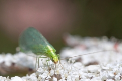 Chrysopa sp