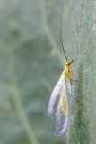 Chrysopa sp