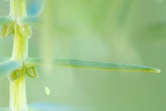 Chrysopa sp