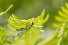 Chrysopa walkeri