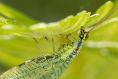 Chrysopa walkeri