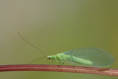 Chrysoperla sp
