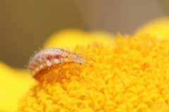 Chrysoperla sp