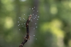 Chrysopidae