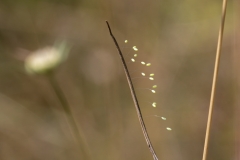 Chrysopidae