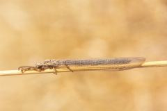 Creoleon plumbeus