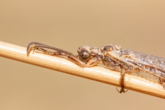 Creoleon plumbeus
