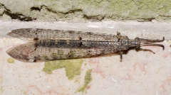 Myrmeleon formicarius