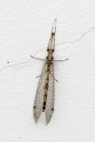 Gymnocnemia variegata
