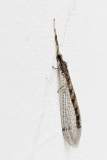 Gymnocnemia variegata