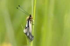 Libelloides coccajus