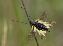 Libelloides coccajus