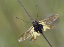 Libelloides coccajus