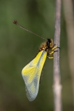 Libelloides coccajus