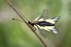 Libelloides coccajus