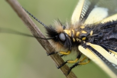 Libelloides coccajus