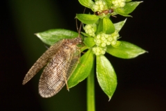 Megalomus sp