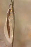 Myrmecaelurus trigrammus
