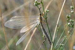 Myrmecaelurus trigrammus