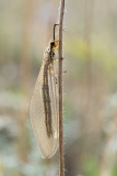 Myrmecaelurus trigrammus