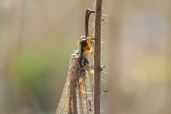 Myrmecaelurus trigrammus