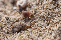 Myrmeleon inconspicuus