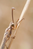 Myrmeleon sp