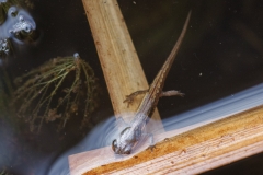 Lissotriton vulgaris meridionalis meridionalis