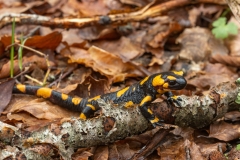 Salamandra salamandra gigliolii