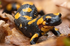 Salamandra salamandra gigliolii