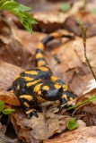 Salamandra salamandra gigliolii