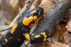 Salamandra salamandra gigliolii
