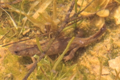 Triturus carnifex