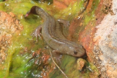 Triturus carnifex