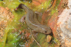 Triturus carnifex