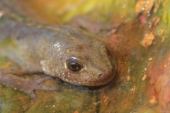 Triturus carnifex