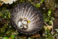 Cyathus striatus