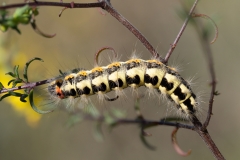 Acronicta euphorbiae