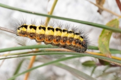 Acronicta euphorbiae