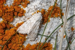 Aporophyla canescens