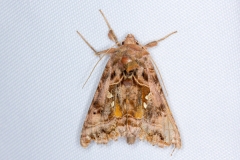 Autographa pulchrina