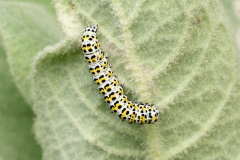Cucullia verbasci