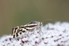 Emmelia trabealis