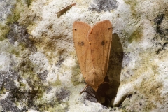 Noctua pronuba