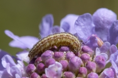 Nola infantula