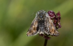 Omia cymbalariae