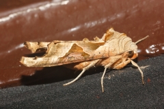 Phlogophora meticulosa