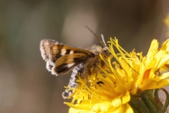 Schinia cardui