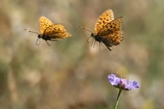 Argynnis niobe